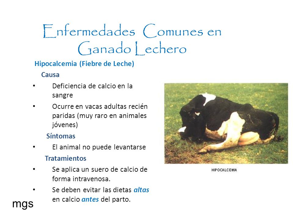 parasitos comunes en vacas